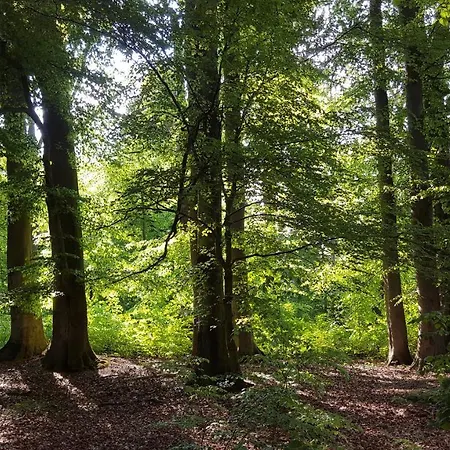 Kunst Frahm Konukevi Basthorst (Mecklenburg-Vorpommern)